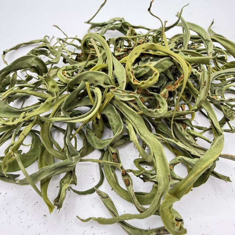 大叶化石草云南野生化石草猫须草黄金茶肾草肾精草茶腰只草