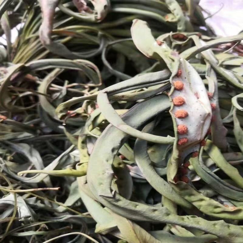 大叶化石草云南野生化石草猫须草黄金茶肾草肾精草茶腰只草