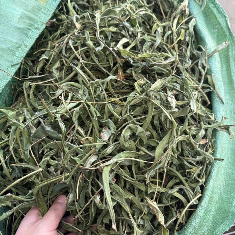 大叶化石草云南野生化石草猫须草黄金茶肾草肾精草茶腰只草