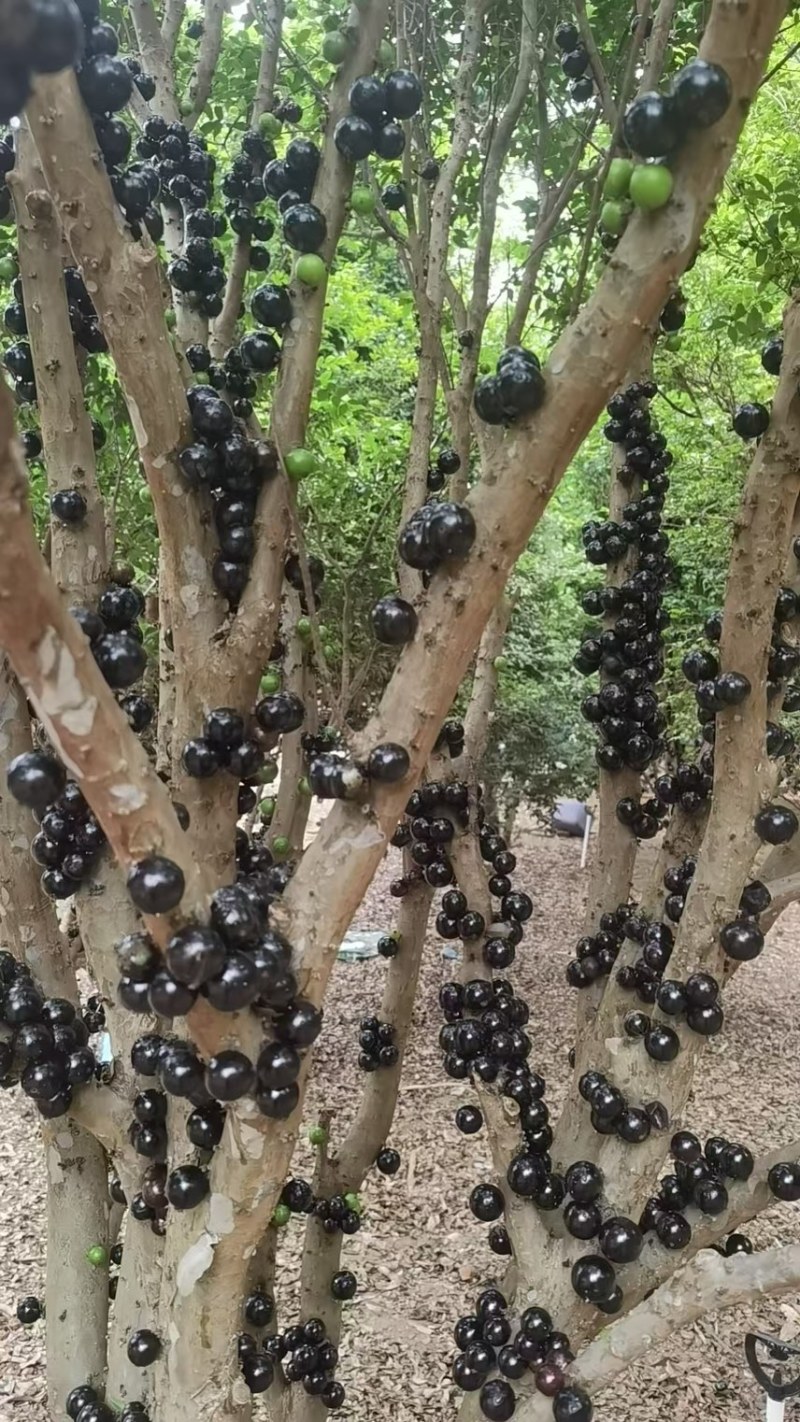 广东嘉宝果，产地湛江雷州