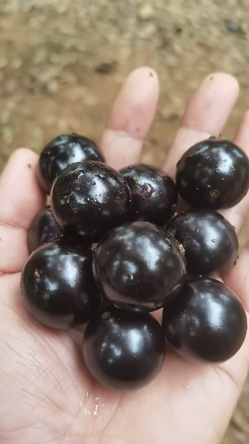 广东嘉宝果，产地湛江雷州