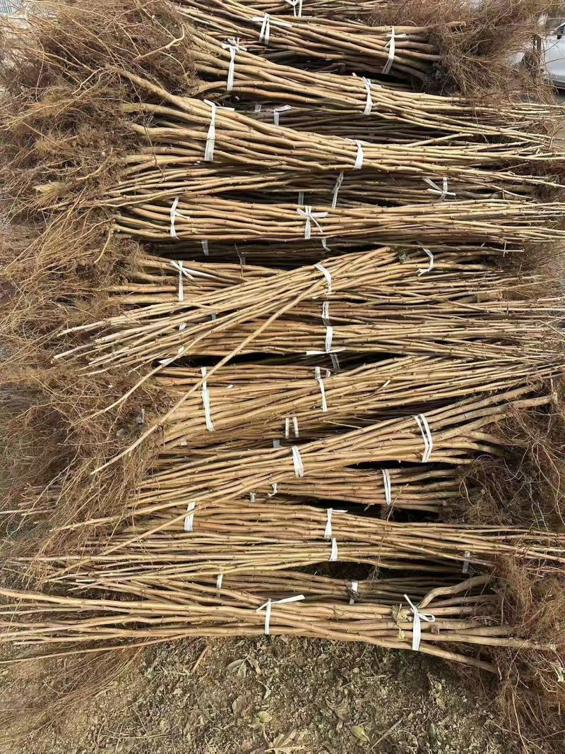 平欧大榛子达维品种苗一级苗，粗度1公分，高度1.5米