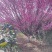 红梅傲骨20公分红梅工程苗别墅小区公园**品种