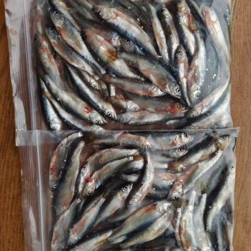 小黄鱼马口鱼批发
