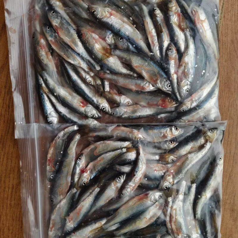 小黄鱼马口鱼批发