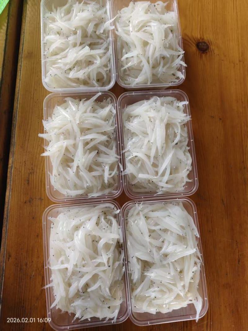 小黄鱼马口鱼批发