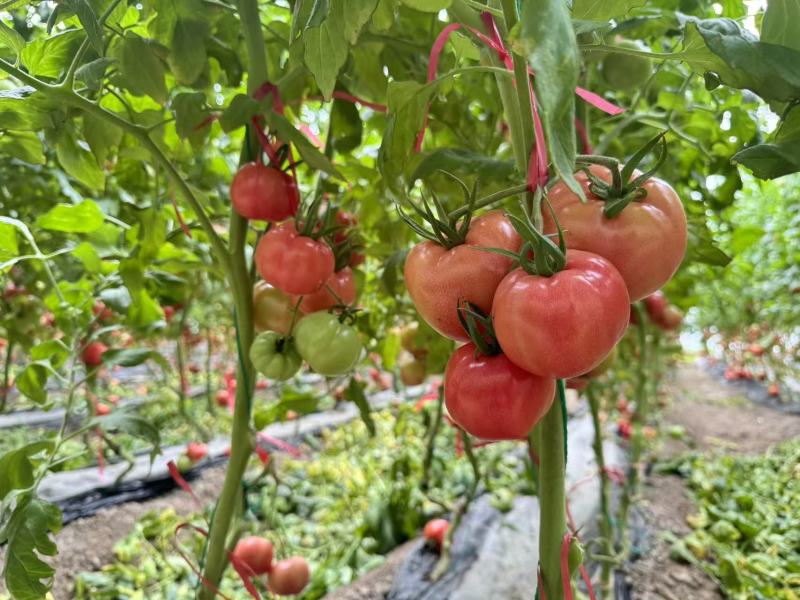精品西红柿货源充足质量保证量大从优欢迎咨询