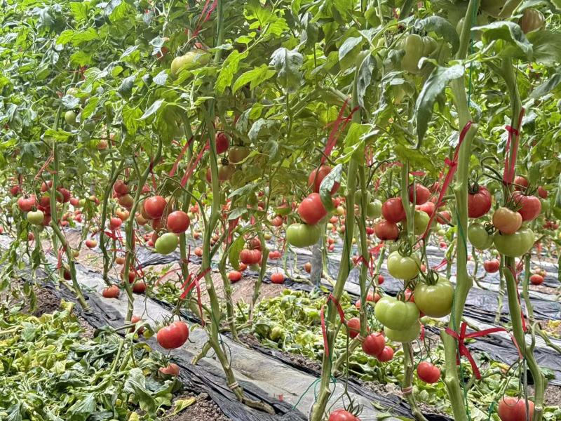 精品西红柿货源充足质量保证量大从优欢迎咨询