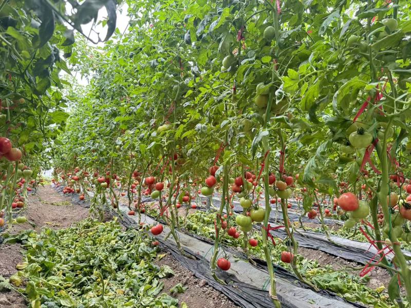 精品西红柿货源充足质量保证量大从优欢迎咨询