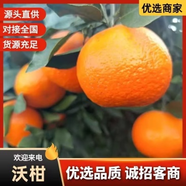 四川沃柑，大量精品沃柑，大量新鲜现货速发保质保量