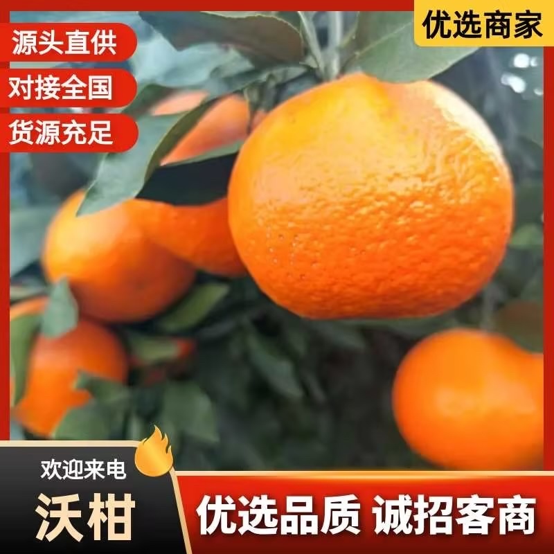 四川沃柑，大量精品沃柑，大量新鲜现货速发保质保量