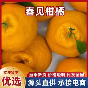 四川耙耙柑大量上市价格美丽，大中小果都有，源头量大可谈