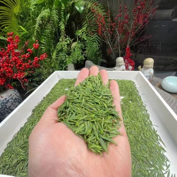 恩施玉露，硒茶春茶待采了，需要的老板可以预约了自有茶田和茶厂