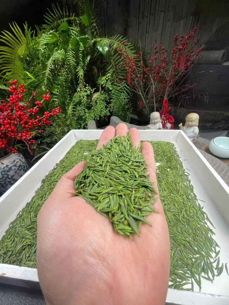 恩施玉露，硒茶春茶待采了，需要的老板可以预约了自有茶田和茶厂