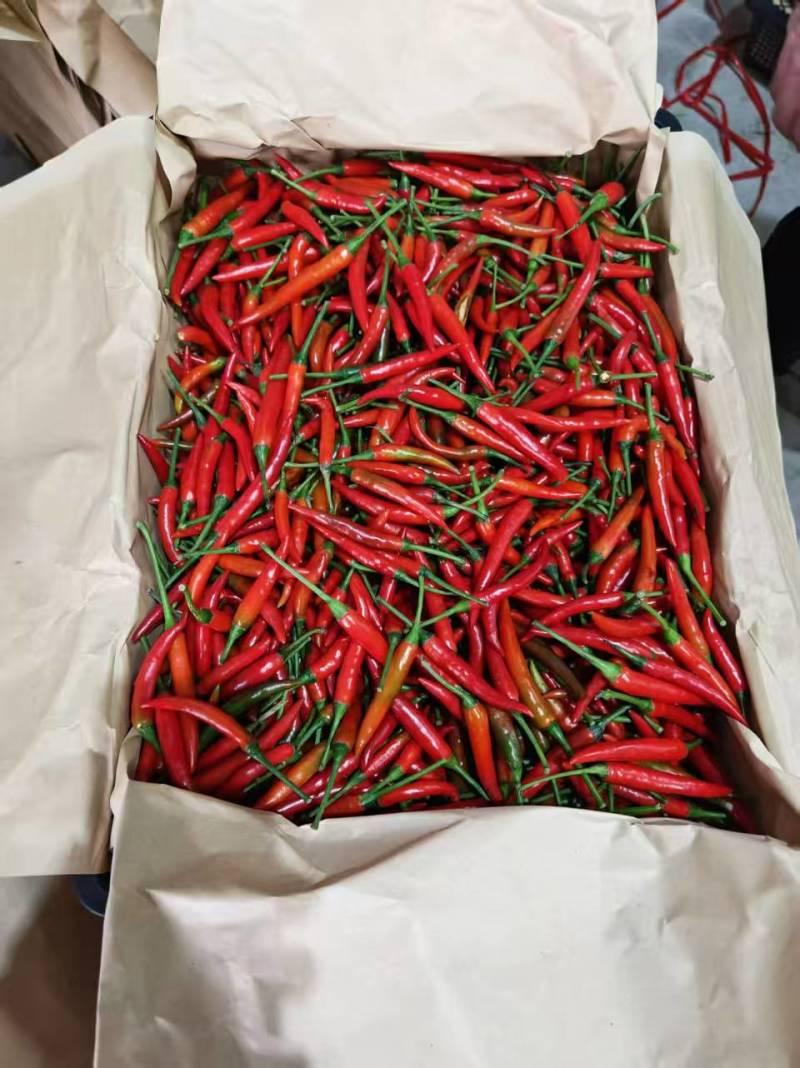 广西产地源头一手货源，精选小米辣，稳定供应