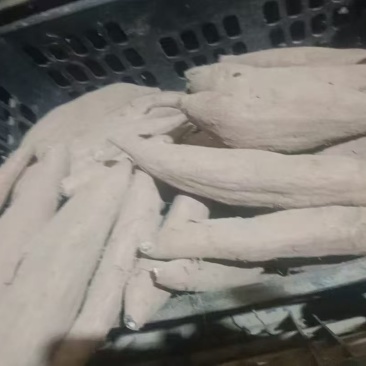 红薯哈密红薯