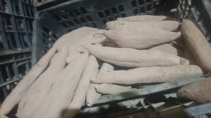 红薯哈密红薯