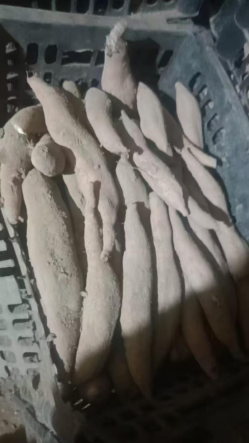 红薯哈密红薯