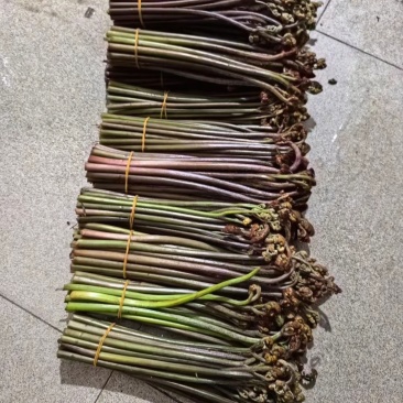 云南高山蕨菜