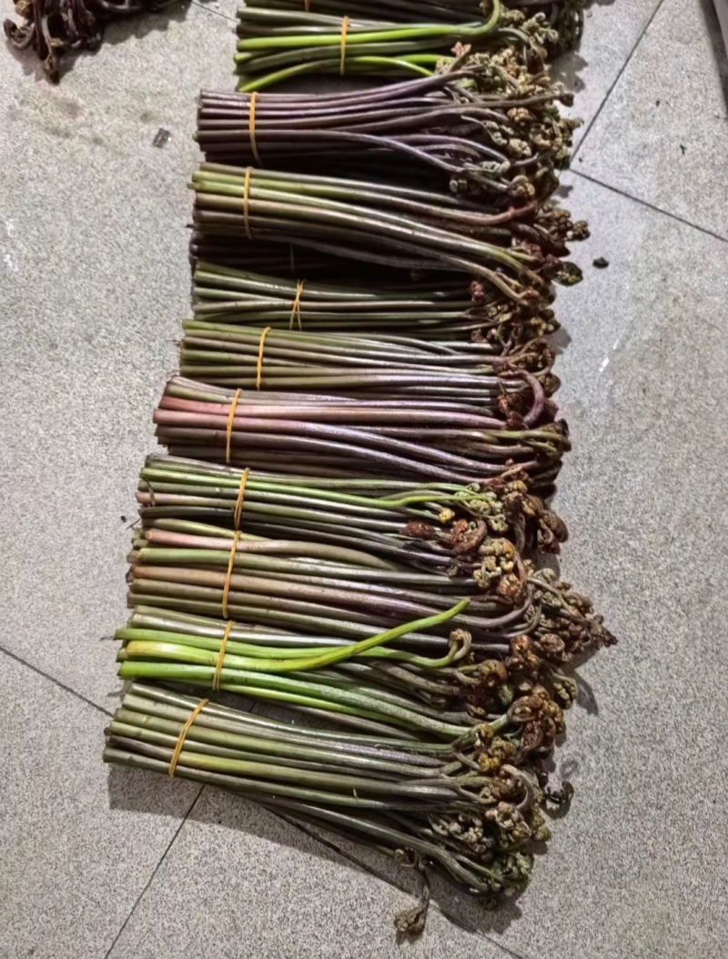 云南高山蕨菜