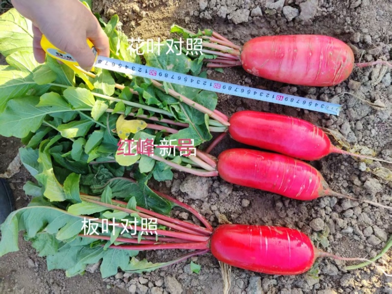 红峰一号新品大红花叶红皮萝卜种子10罐起批50克/罐