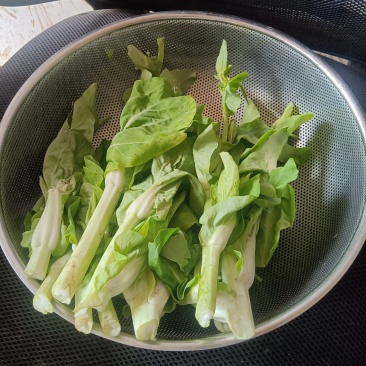 白菜苔