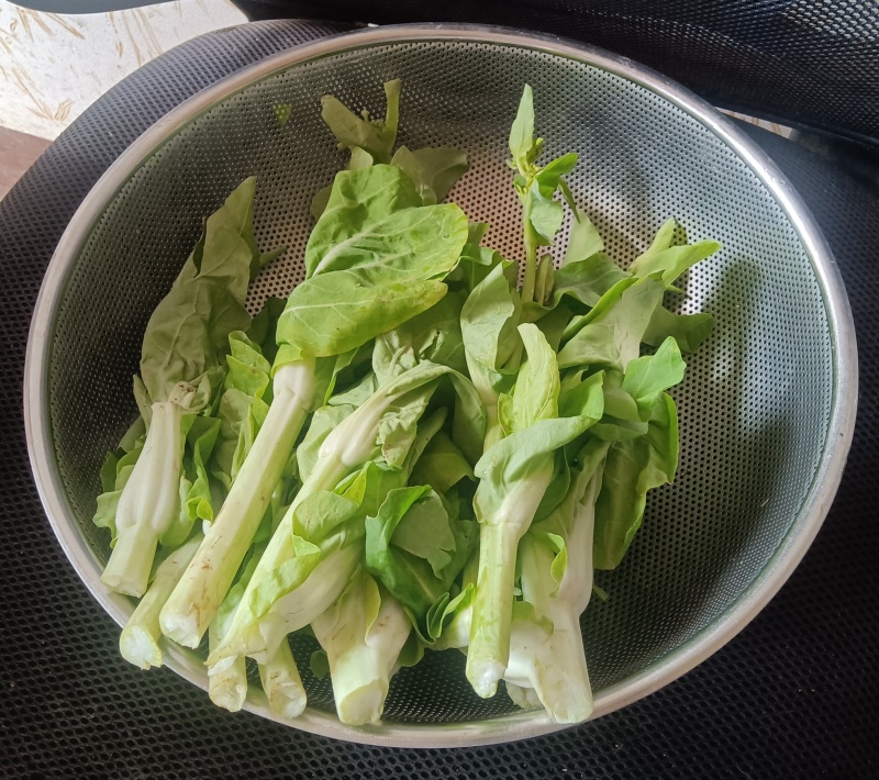 白菜苔