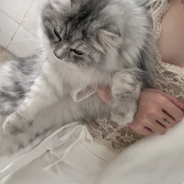 金毛狗脊