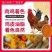 河北绿川饲料叶黄素2%天然的蛋黄着色剂