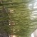 贡菜，无叶，自然晾干