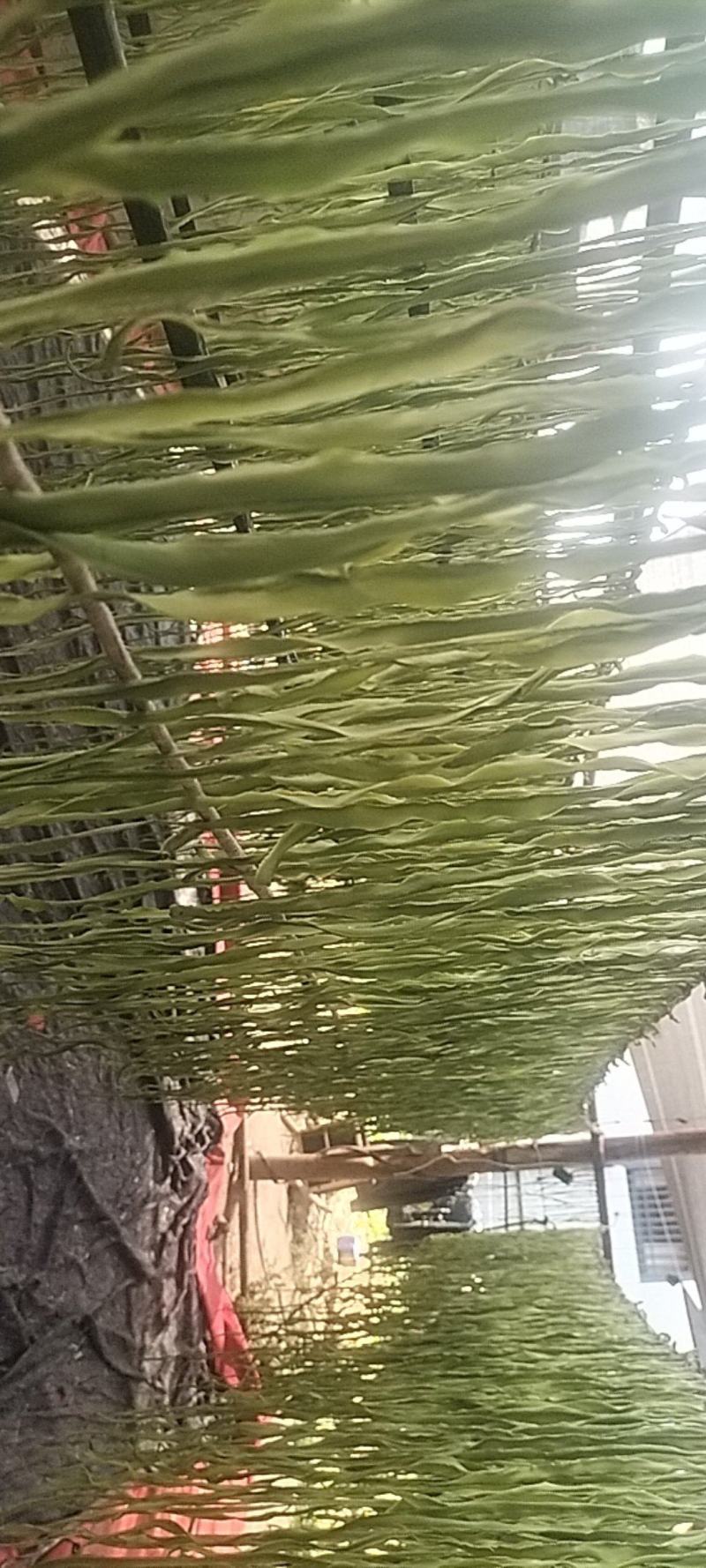 贡菜，无叶，自然晾干