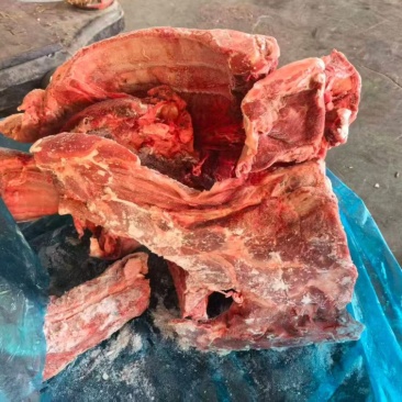 母猪二级前排