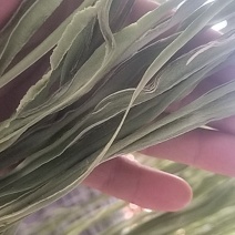 贡菜，无叶，自然晾干