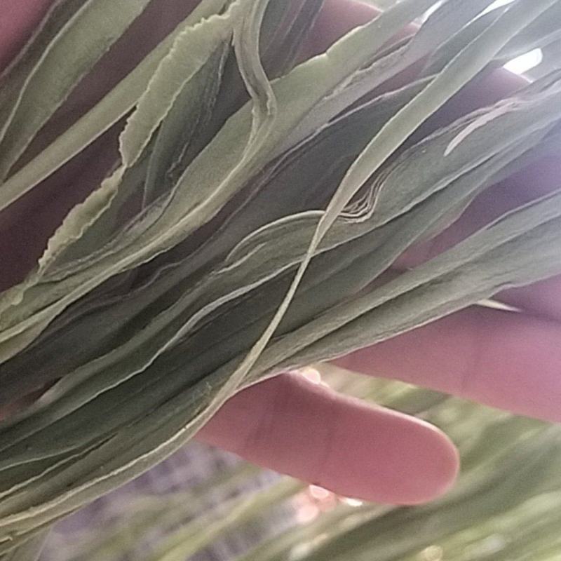 贡菜，无叶，自然晾干