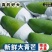 玉芒云南大青芒接全网电商平台支持一件代发日发2万单