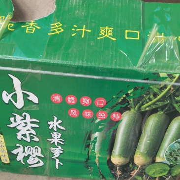 出售小紫樱水果萝卜