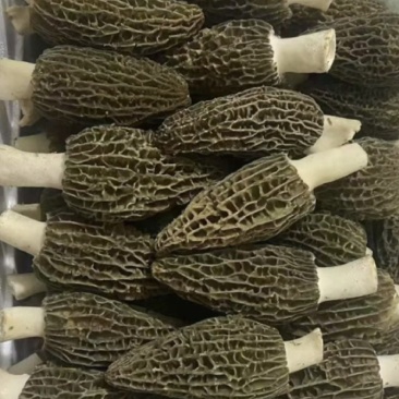 羊肚菌