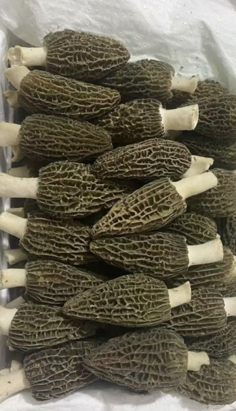 羊肚菌