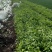 大蒜地野生荠菜
