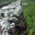 大蒜地野生荠菜