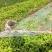 大蒜地野生荠菜