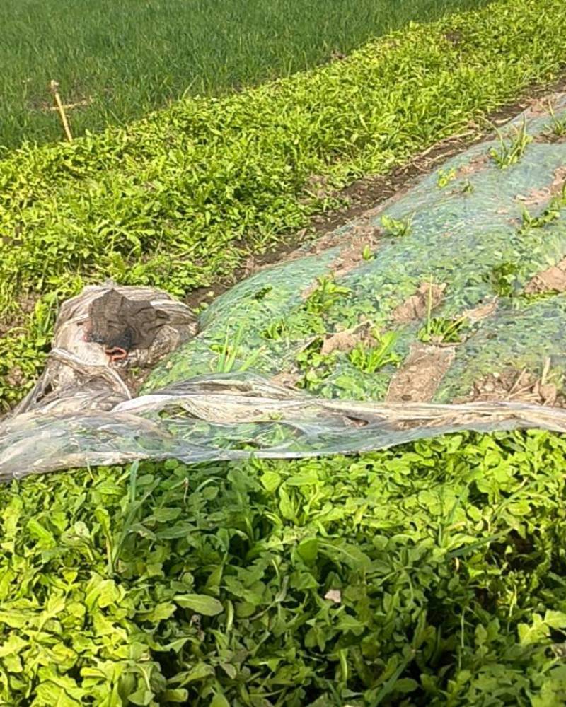 大蒜地野生荠菜