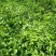 大蒜地野生荠菜