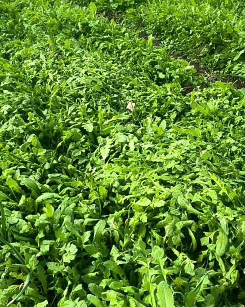 大蒜地野生荠菜
