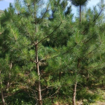 云杉，成年树