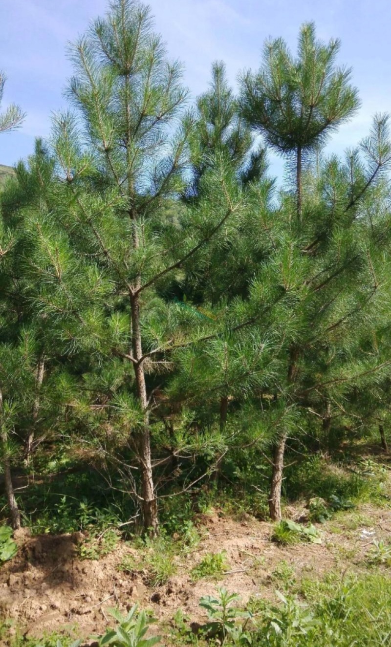 云杉，成年树