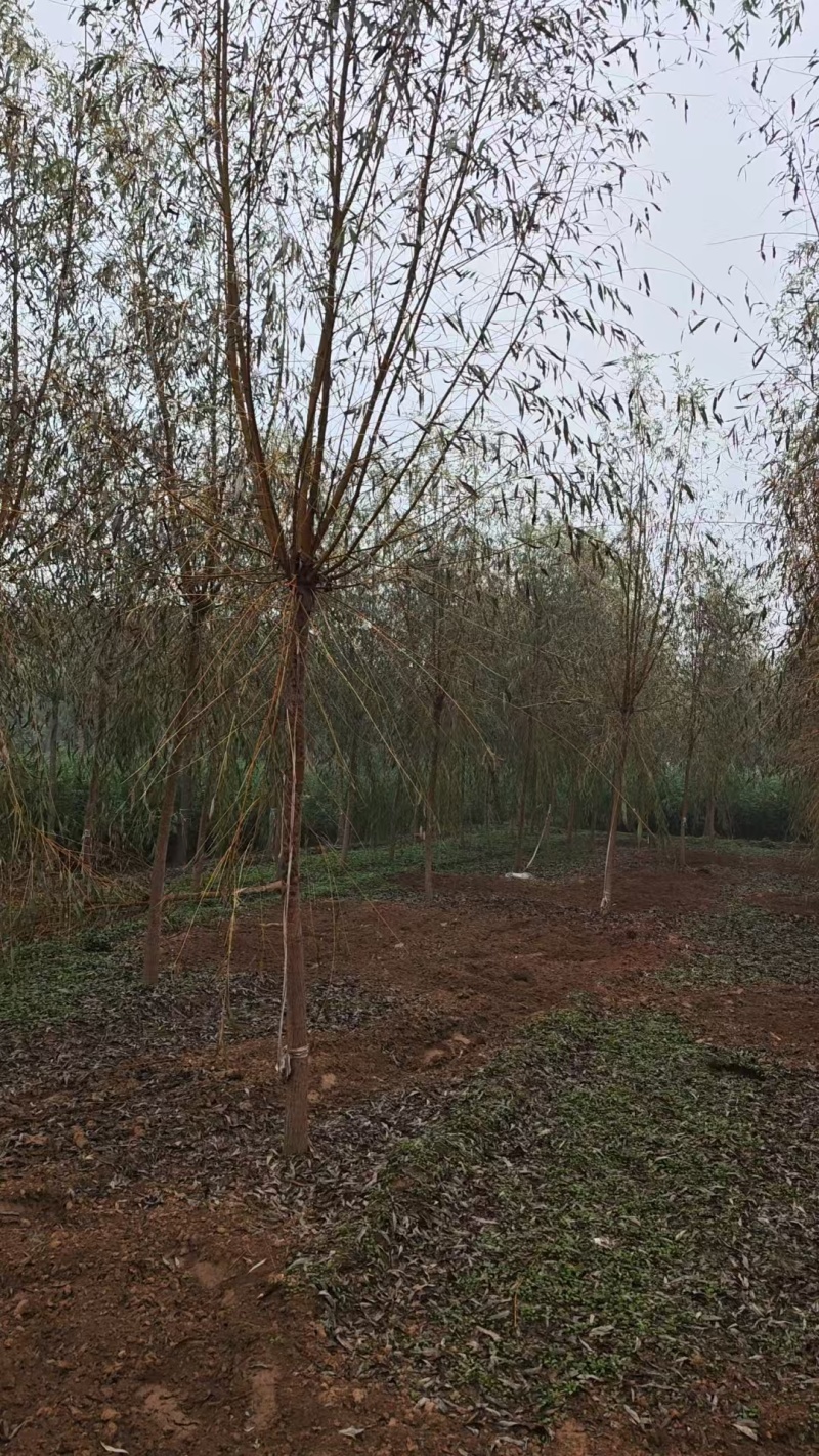 金丝垂柳基地直发量大价格可谈，对接市政绿化工程全国发货
