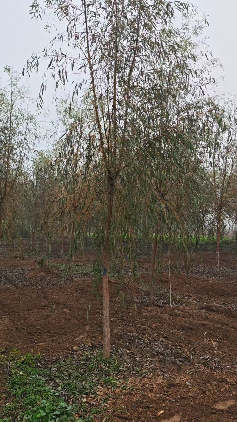 金丝垂柳基地直发量大价格可谈，对接市政绿化工程全国发货