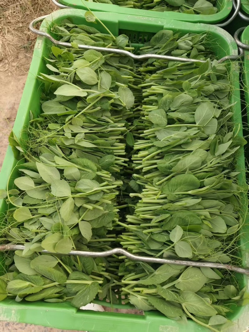 精品豌豆尖产地直发，常年有货，品质保证！
