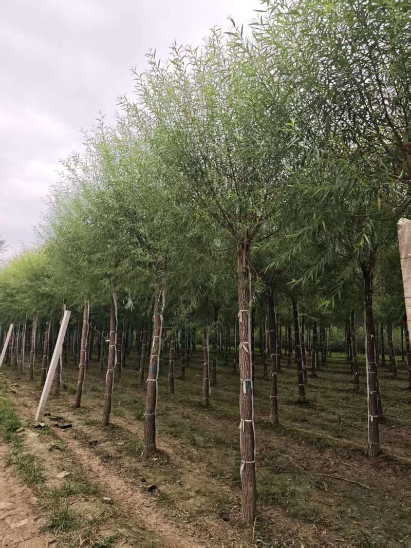 馒头柳苗圃基地直发量大对接园林绿化工程苗木/全国发货